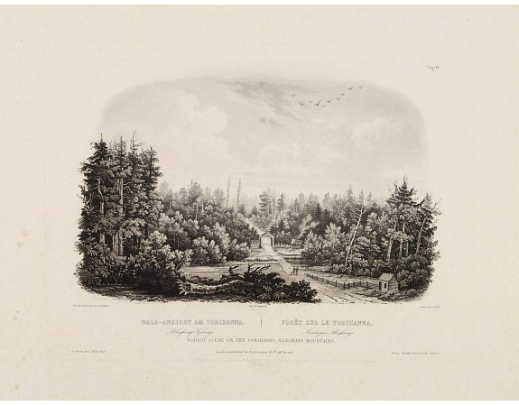 BODMER, C. -  Forest scene on the Tobihanna; Alleghany Mountains.