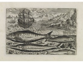 COLLAERT, A. (after). -  Alosa, Acipenser, Manula, Apua cobitis,  (Piscium Vivæ Icones - Fish).