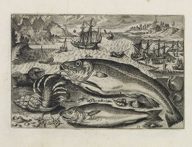 COLLAERT, A. (after). -  Asellus, Cancellus, Asellus mollis. (Piscium Vivæ Icones - Fish).