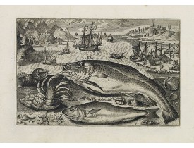 COLLAERT, A. (after). -  Asellus, Cancellus, Asellus mollis. (Piscium Vivæ Icones - Fish).