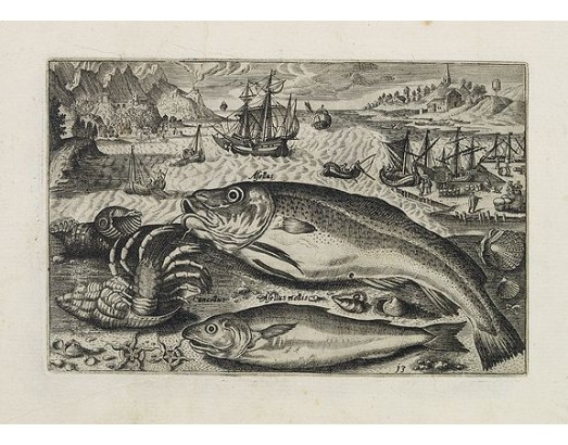 COLLAERT, A. (after). - Asellus, Cancellus, Asellus mollis. (Piscium Vivæ Icones - Fish). COLLAERT, A. (after). - Asellus, Cancellus, Asellus mollis. (Piscium Vivæ Icones - Fish).