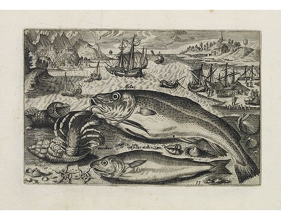 COLLAERT, A. (after). -  Asellus, Cancellus, Asellus mollis. (Piscium Vivæ Icones - Fish).