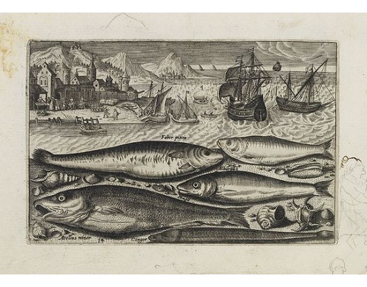COLLAERT, A. (after). - Faber piscis, Asellus minor, Conger, Alburinus. (Piscium Vivæ Icones - Fish). COLLAERT, A. (after). - Faber piscis, Asellus minor, Conger, Alburinus. (Piscium Vivæ Icones - Fish).