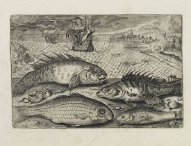 COLLAERT, A. (after). -  Glaucus, Cantharus, Salpa, Rarus. (Piscium Vivæ Icones - Fish).