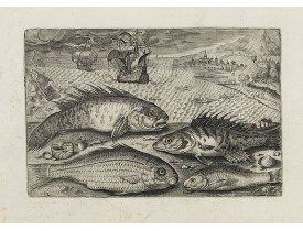 COLLAERT, A. (after). -  Glaucus, Cantharus, Salpa, Rarus. (Piscium Vivæ Icones - Fish).