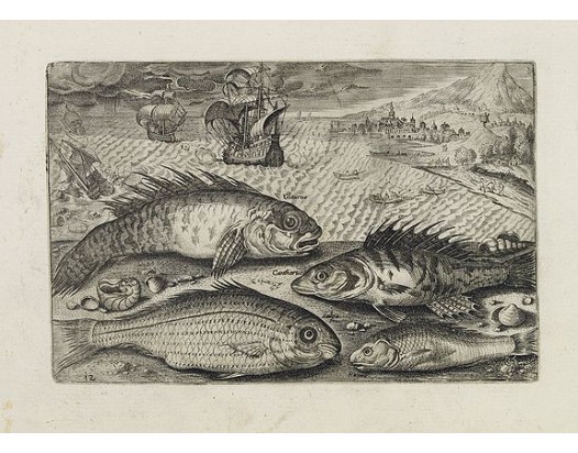 COLLAERT, A. (after). - Glaucus, Cantharus, Salpa, Rarus. (Piscium Vivæ Icones - Fish). COLLAERT, A. (after). - Glaucus, Cantharus, Salpa, Rarus. (Piscium Vivæ Icones - Fish).