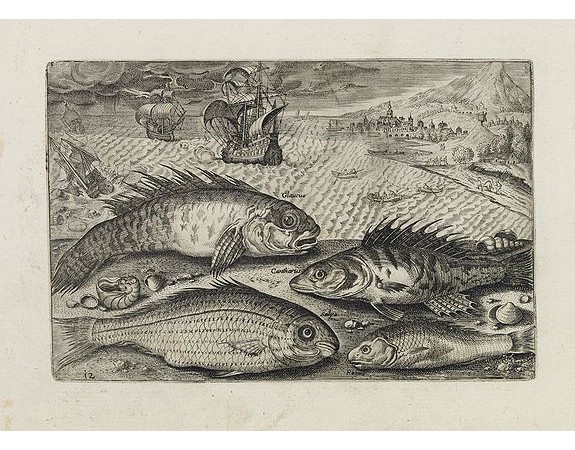 COLLAERT, A. (after). -  Glaucus, Cantharus, Salpa, Rarus. (Piscium Vivæ Icones - Fish).