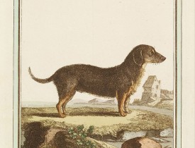 DE SÈVE, After Jacques (active 1742-1788). -  Le Basset à jambes droites.