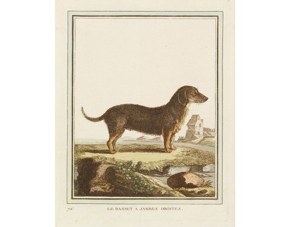 DE SÈVE, After Jacques (active 1742-1788). -  Le Basset à jambes droites.