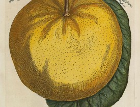 FERRARI, G. B. -  Aurantium Maximum.