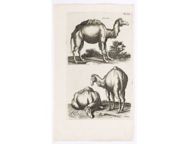 JONSTON, J. -  Dromedary.