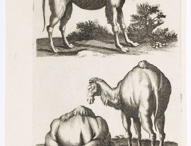 JONSTON, J. -  Dromedary.