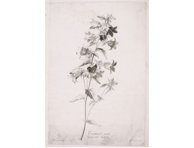 SPAENDONCK, G. van -  Campanule gantelée. - Campanule trachaelium L.