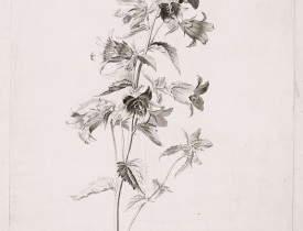 SPAENDONCK, G. van -  Campanule gantelée. - Campanule trachaelium L.