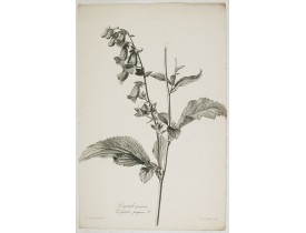 SPAENDONCK, G. van -  Digitale pourprée. Digitalis purpurea L.