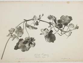 SPAENDONCK, G. van -  Grande Capucine. Tropaeolum majus. L.