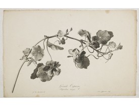 SPAENDONCK, G. van -  Grande Capucine. Tropaeolum majus. L.