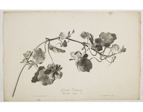 SPAENDONCK, G. van - Grande Capucine. Tropaeolum majus. L. SPAENDONCK, G. van - Grande Capucine. Tropaeolum majus. L.