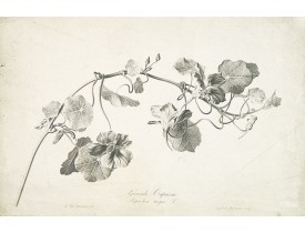 SPAENDONCK, G. van -  Grande Capucine Tropoeolum majus. L.