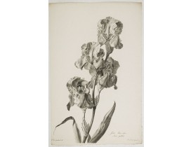 SPAENDONCK, G. van -  Iris bleu - clair. Iris pallida.