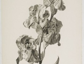 SPAENDONCK, G. van -  Iris bleu - clair. Iris pallida.