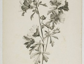 SPAENDONCK, G. van -  Mauve alcée. Malva alcea L.