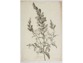 SPAENDONCK, G. van -  Mufle de veau. Antirrhinum majus L.