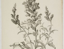 SPAENDONCK, G. van -  Mufle de veau. Antirrhinum majus L.