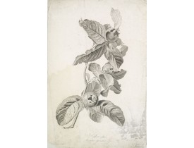 SPAENDONCK, G. van -  Neflier cultivé. Mespilus germanica. L.