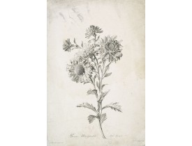 SPAENDONCK, G. van -  Reine-Marguerite.  Aster chinensis. L.