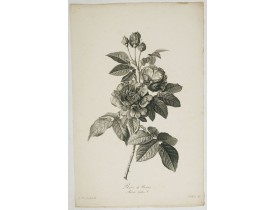 SPAENDONCK, G. van -  Rose de Provins. Rosa Gallica.