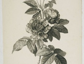 SPAENDONCK, G. van -  Rose de Provins. Rosa Gallica.
