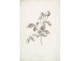 SPAENDONCK, G. van -   Rose à cent feuilles - Rosa contifolia L.