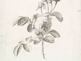 SPAENDONCK, G. van -   Rose à cent feuilles - Rosa contifolia L.