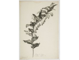 SPAENDONCK, G. van -  Sceau de Salomon. Convallaria multiflora L.
