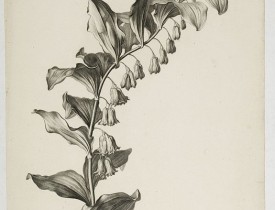 SPAENDONCK, G. van -  Sceau de Salomon. Convallaria multiflora L.