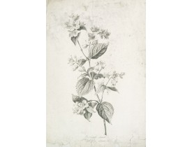 SPAENDONCK, G. van -  Seringat odorant. Philadelphus coronarius. L.