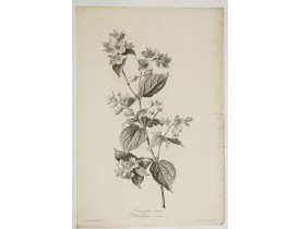 SPAENDONCK, G. van -  Seringat odorant - Philadelphus coronarius L.