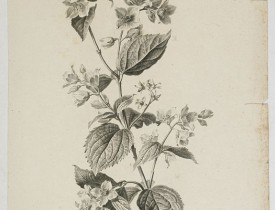 SPAENDONCK, G. van -  Seringat odorant - Philadelphus coronarius L.