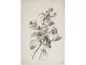 SPAENDONCK, G. van -  Souci des Jardins. Calendula Officinalis. L.