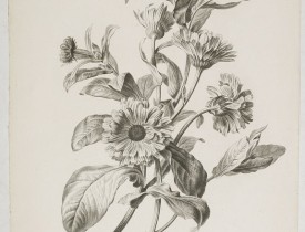 SPAENDONCK, G. van -  Souci des Jardins. Calendula Officinalis. L.